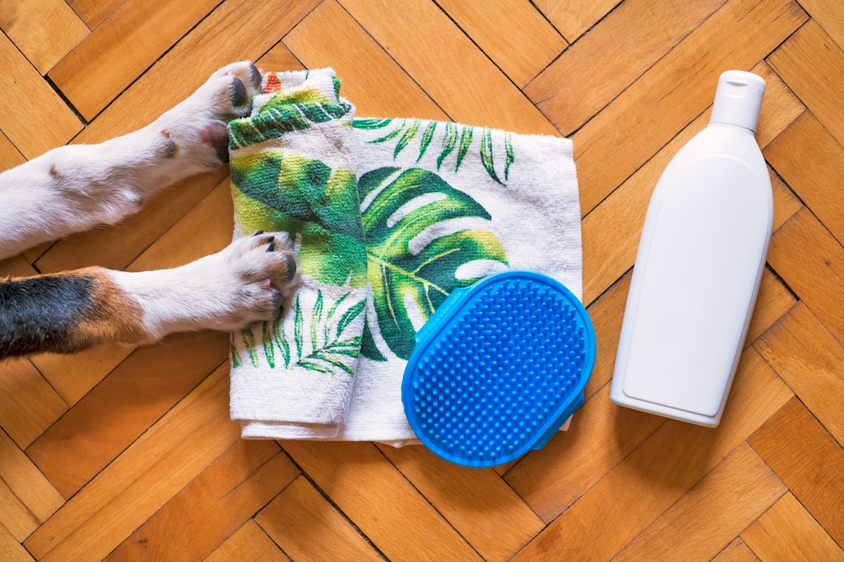 Professional pet grooming and care