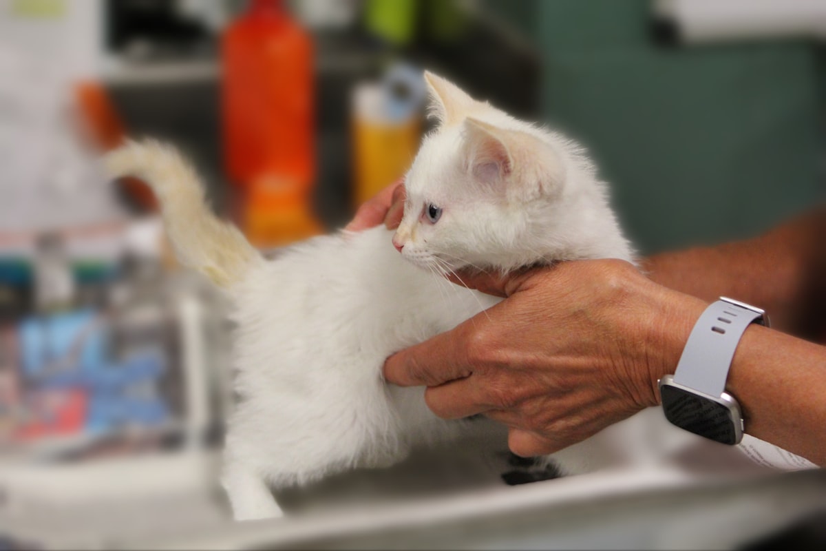Expert pet care knowledge and resources