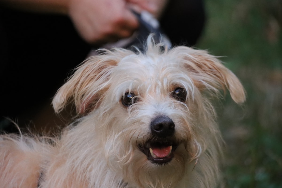 Healthy coat maintenance results