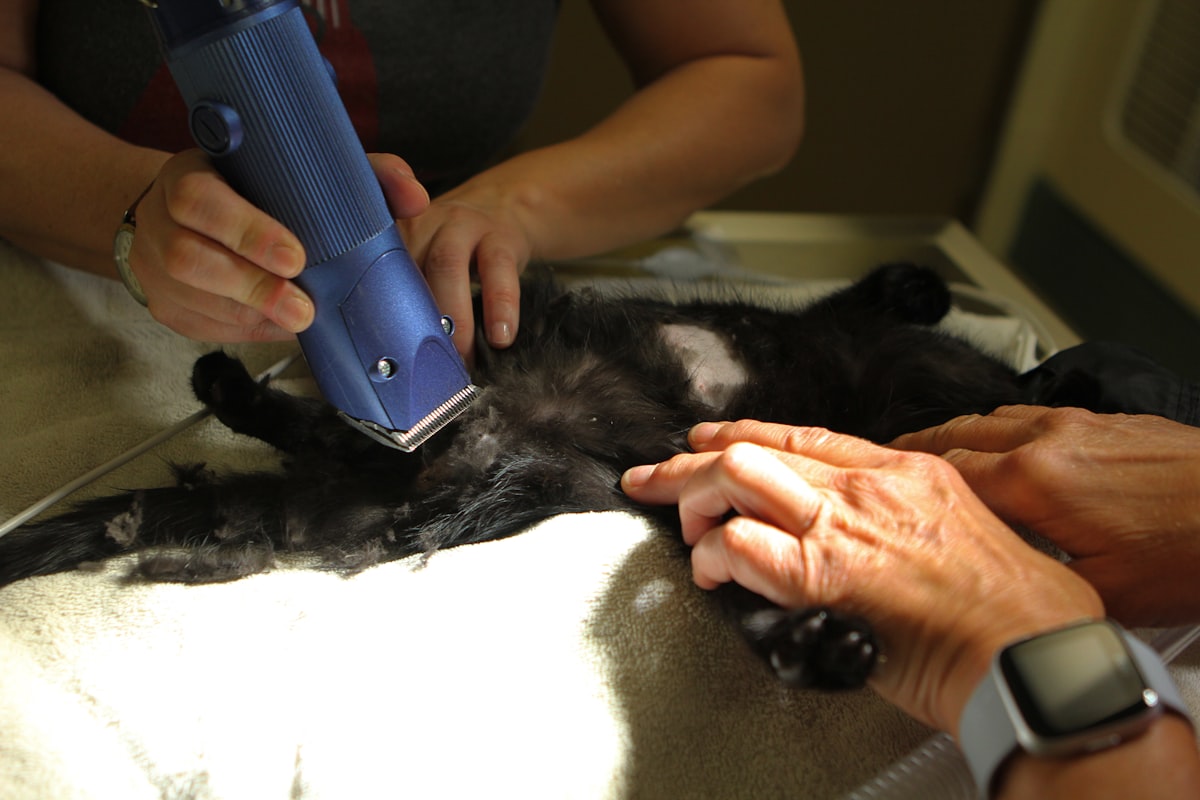 Pet wellness and grooming care