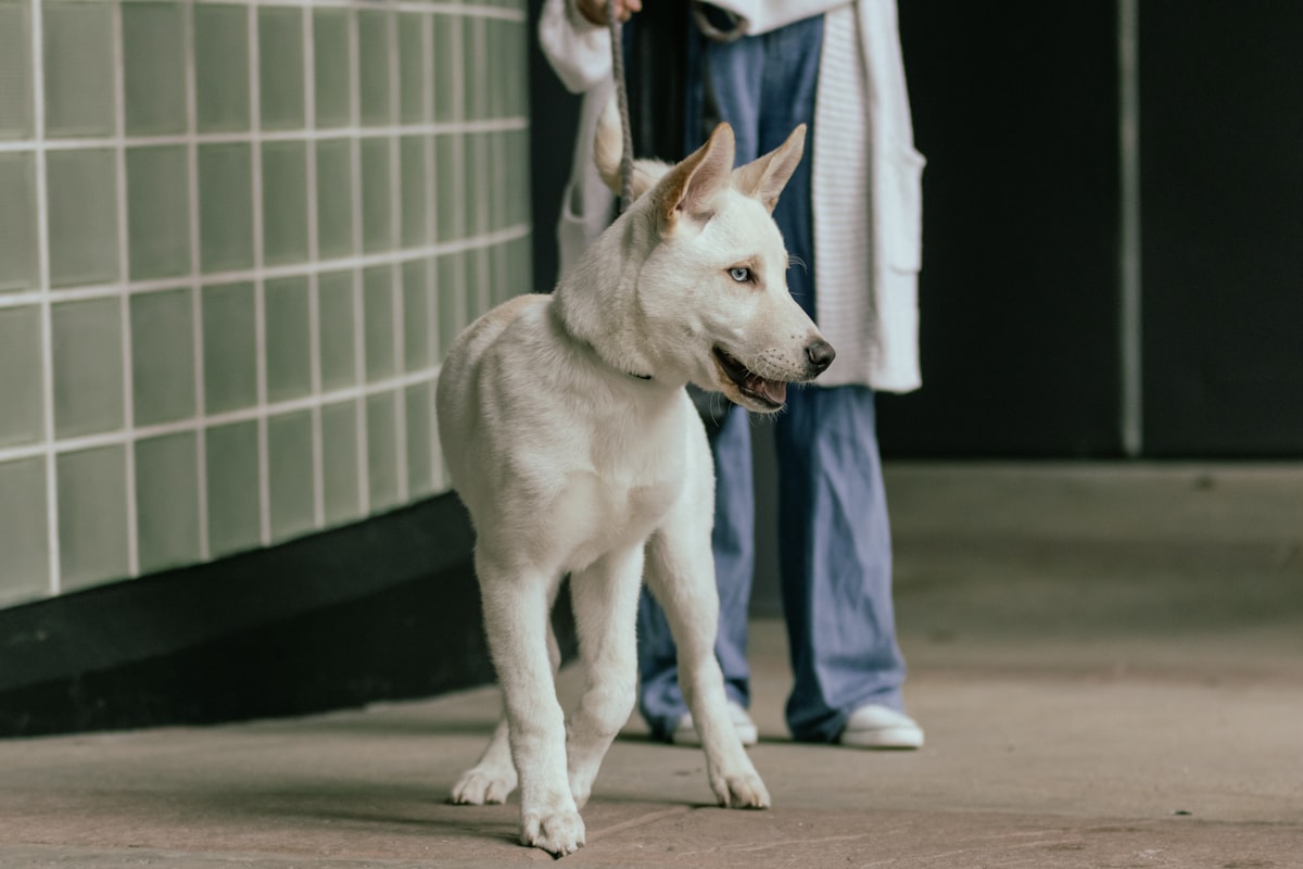 Senior pet care considerations
