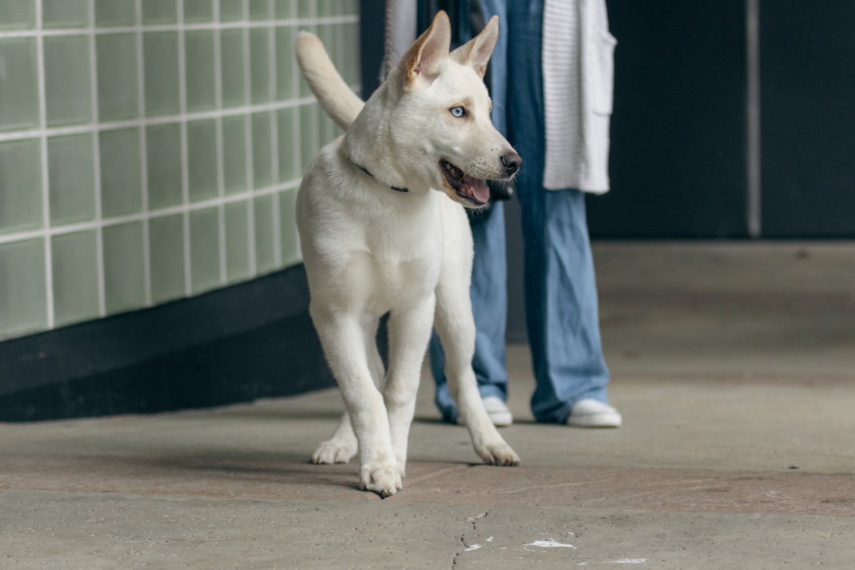 Dental health for pets
