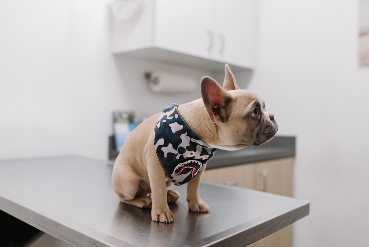 Ear cleaning and maintenance